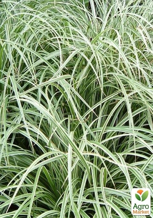 Осока японская "Ice Dance" вазон С2 - фото 2