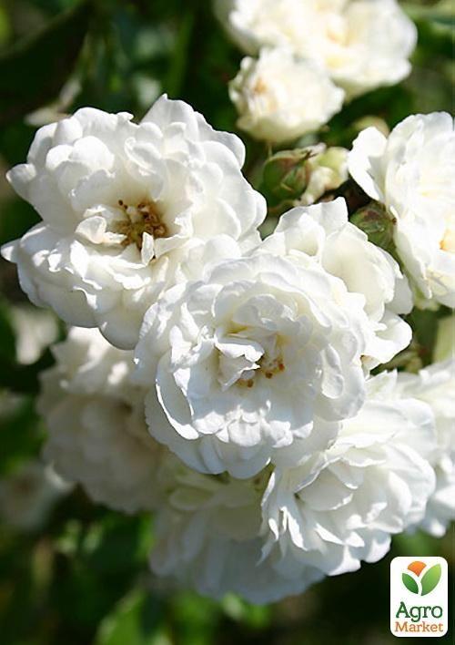 Роза почвопокровная "Sea Foam" (саженец класса АА+) высший сорт