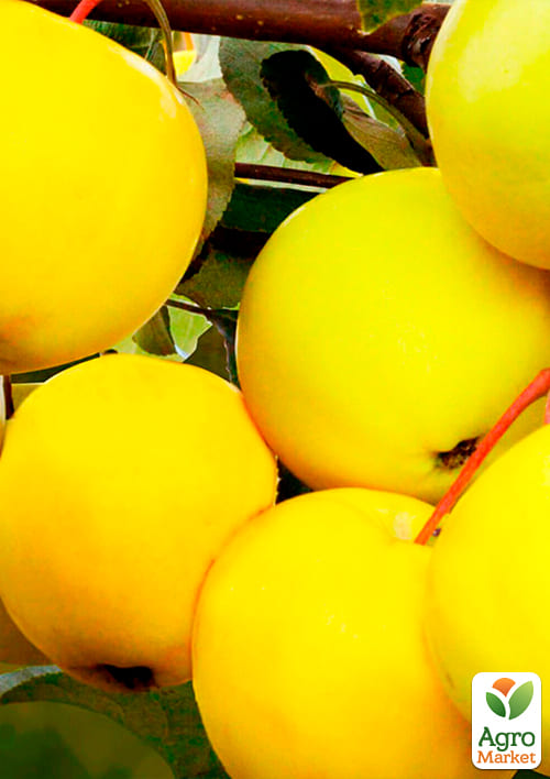 Яблуня "Голден Делішес Рейнджерс" (зимовий сорт, пізній термін дозрівання) - фото 4