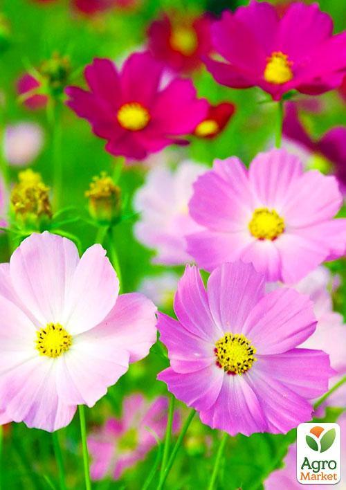 Космея суміш (Зипер) ТМ "Весна" 1г - фото 3