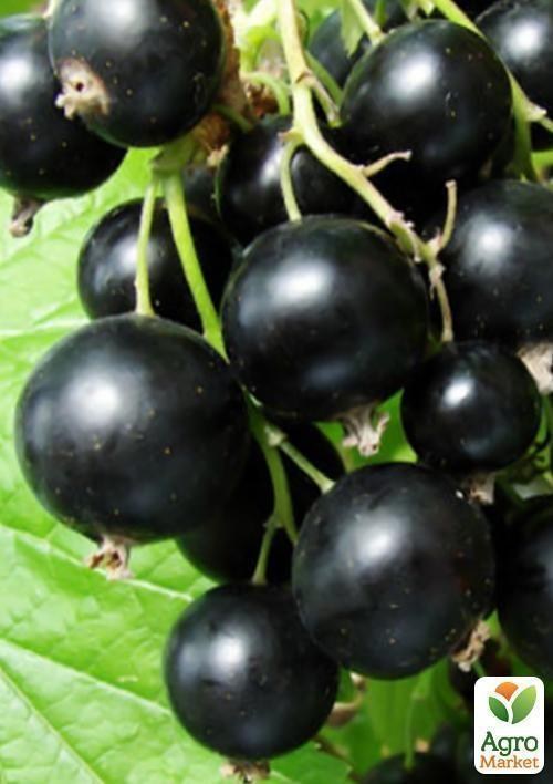 Смородина чорна "Вернісаж" (середнього терміну дозрівання, високоврожайний сорт) - фото 2