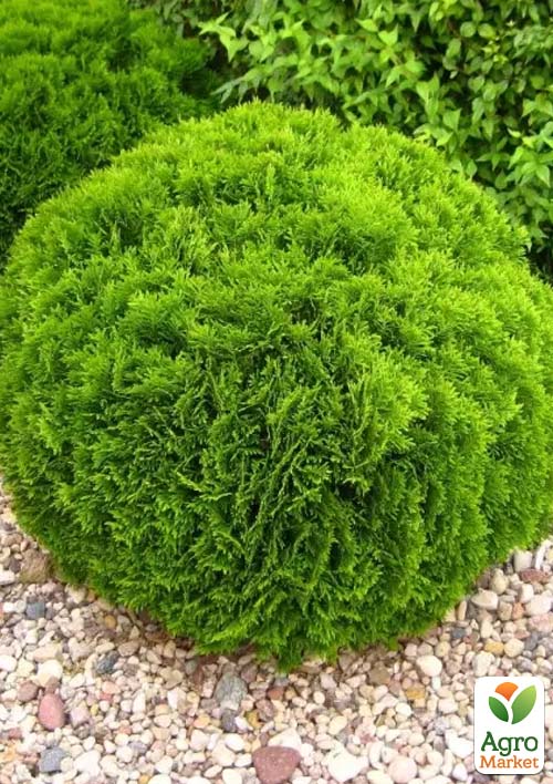 Туя западная 4-х летняя "Danica" (Thuja occidentalis) С3, высота 20-30 см