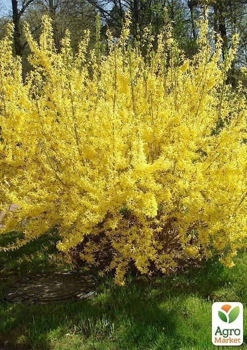 Форзиція європейська "Lynwood Gold" - фото 3