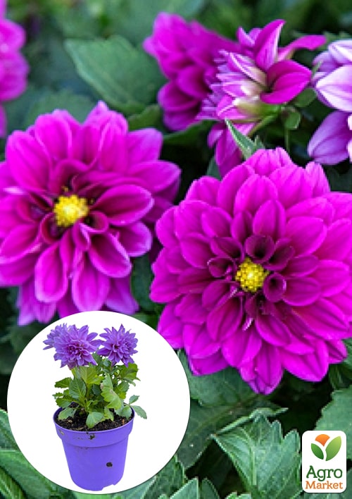LMTD Георгина низкорослая крупноцветковая "Figaro Violet" (цветущая)