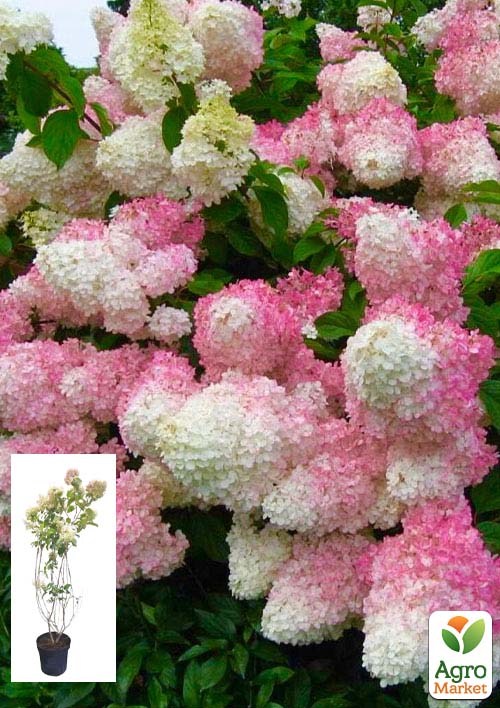 Гортензия метельчатая 5-и летняя "Vanilla Fraise" (высота саженца 120-130см)