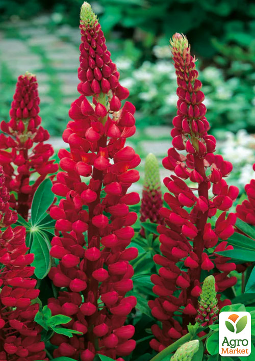 Люпин "Legendary Red Shades" (вазон Р9)