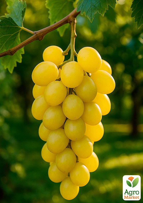 Виноград "Смарагд"