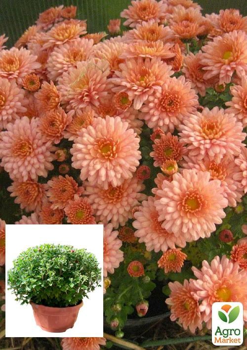Хризантема Садовая "Lovely Salmon" (высота 30-50см)