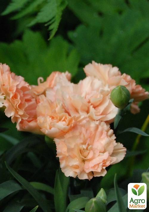 Гвоздика Махрова "Dinamic Apricot" (контейнер № 10, висота 10 см) - фото 6