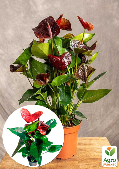 Антуриум (Anthurium) "Essencia" высота 40-50см