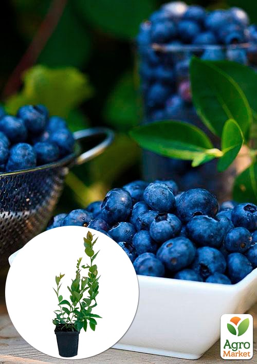 Лохина (чорниця садова) рання "Дюк" (Duke) (один з найбільш високоврожайних сортів)