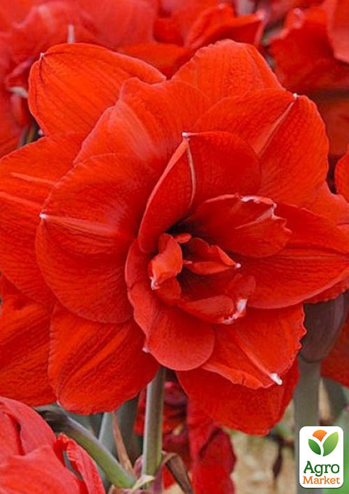 Гіппеаструм махровий "Double King" (Амарілліс)