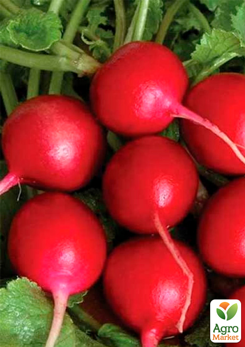 Редиска "Родос" ТМ "GSN Semences" 500г