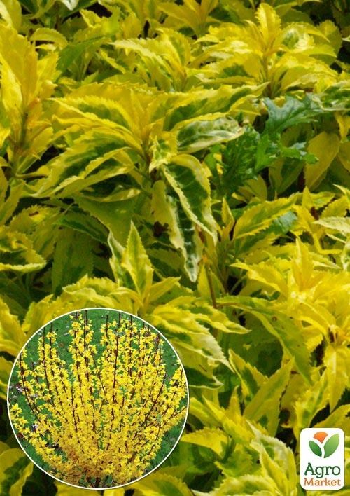 Форзиція Варієгата "Golden Times" 1 саджанець в упаковці