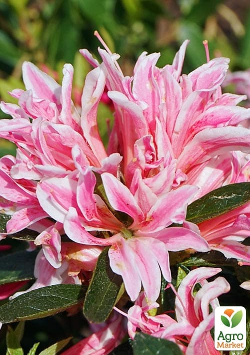 Азалия Японская "Герой паук" (Azalea japonica Hero Spider)