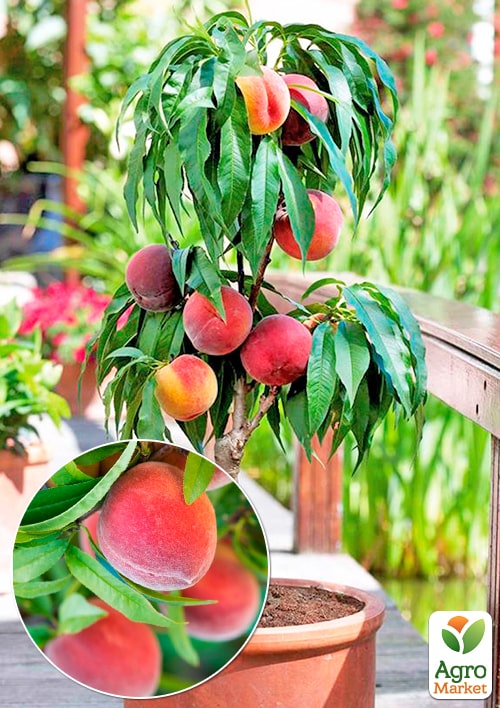 Персик колоновидный "Крымский ранний" (медовое послевкусие, ранний срок созревания)