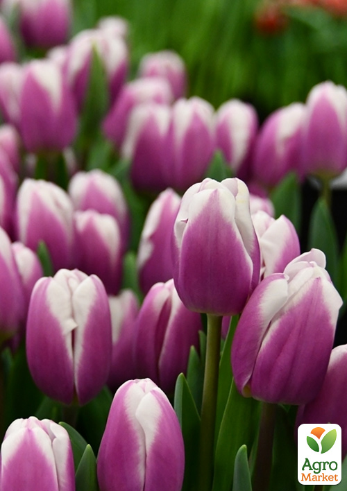 Тюльпан «Librije»