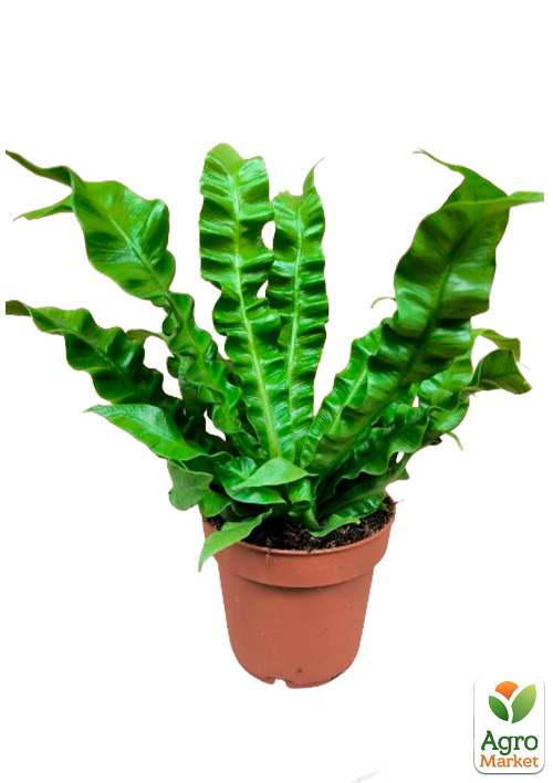 LMTD Аспленіум (папороть) "Crispy Wave" висота 20-30см - фото 6