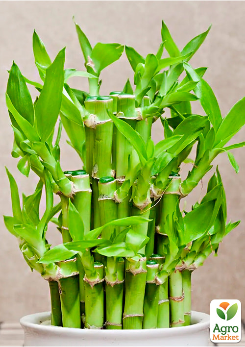 LMTD Бамбук Сандера "Dracaena Steps" (высота 20-30см) - фото 7