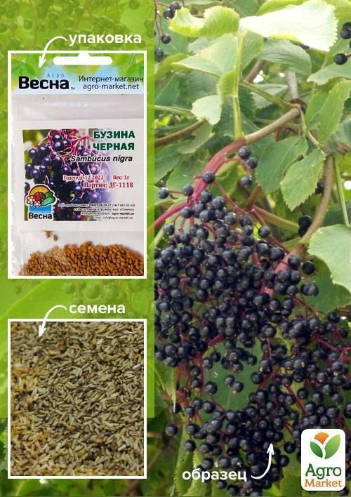 Бузина чёрная (Зипер) ТМ "Весна" 1г