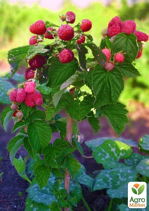 Малиновое дерево "Краса" 