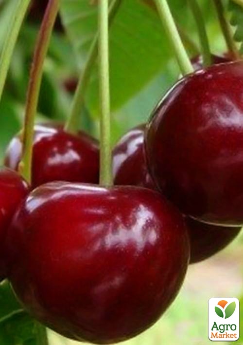 Вишня "Ерді Великоплідна" (літній сорт, середньостиглий термін дозрівання)