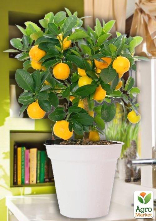 Апельсин "Вашингтон Навела"