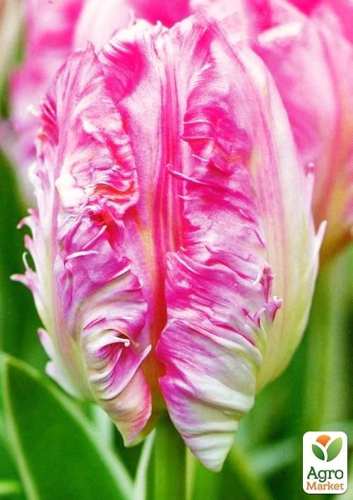 Тюльпан "Elsenburg" 2шт в упаковці