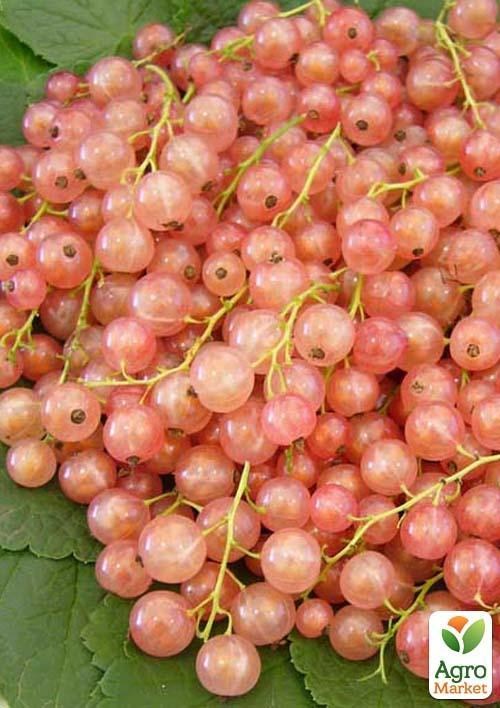 Смородина розовая "Жемчужина" Эксклюзив!