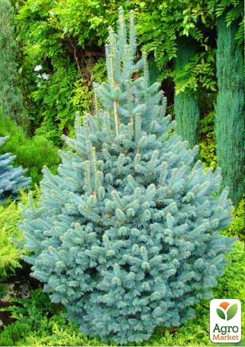 Пихта голубая одноцветная "Виолацеа" (Violacea) горшок P9