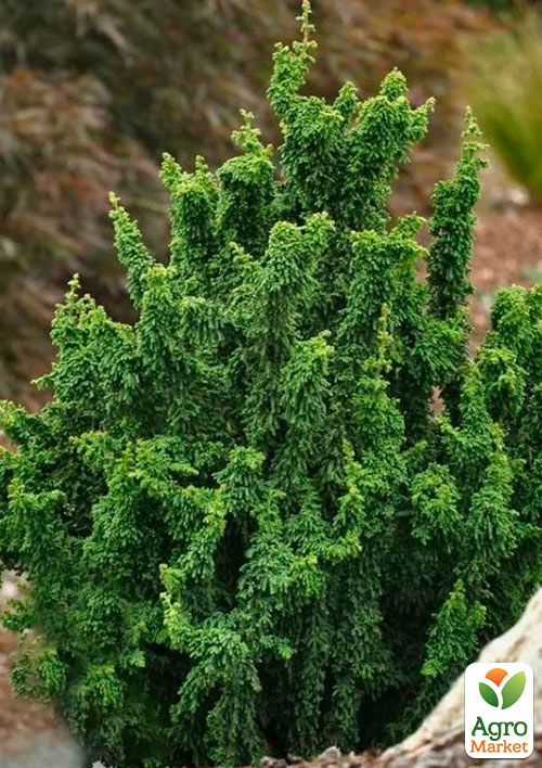 Кипарисовик "Teddy Bear" (вазон P9)