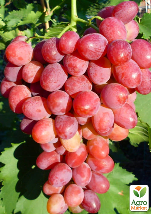 Виноград кишмиш "Калина Красная" (укорененный саженец в контейнере) - фото 5