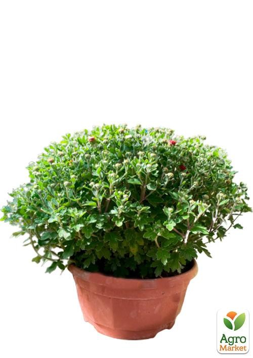 Хризантема Садовая "Lovely Salmon" (высота 30-50см) - фото 3