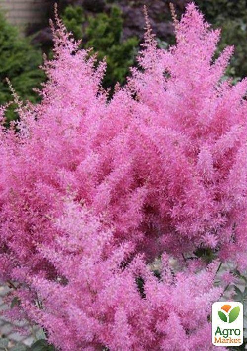 Астильба "Gloria" 1шт
