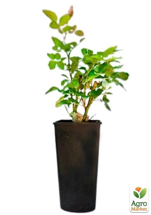 Роза в контейнере английская "Charles Austin" (саженец класса АА+) - фото 2