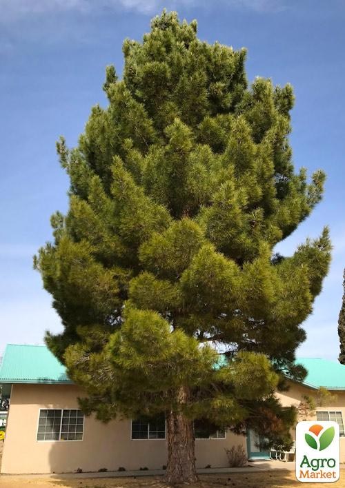Сосна  Эльдарская "Pinus Eldarica" (реликт)