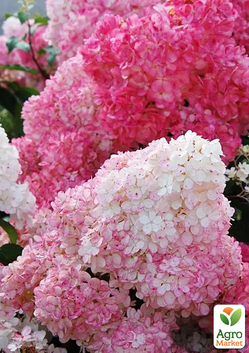 Гортензія волотиста 4-річна «Sundae Fraise», С4 - фото 3