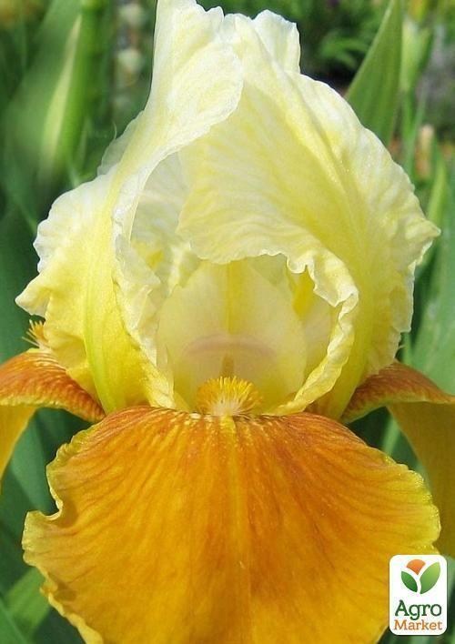 Ирис карликовый "Сладкий мед" 1шт в упаковке