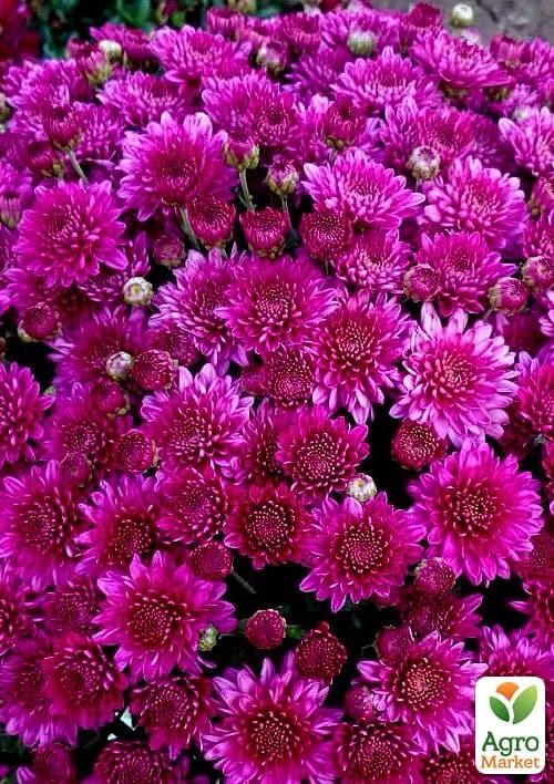 Хризантема "Lobell Purple" (мультифлора рання)