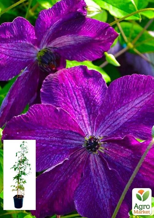 Клематис 3-х летний "Night Veil" С2