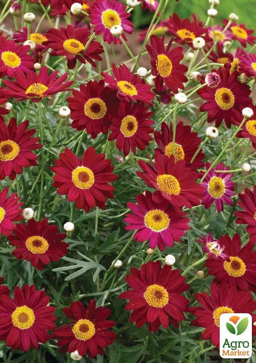 Аргирантемум La Rita "Scarlet" (контейнер № 10, высота 15 см)