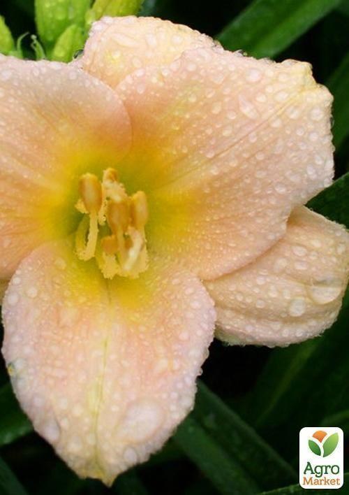 Лилейник "Mini Pearl" 1шт в упаковке