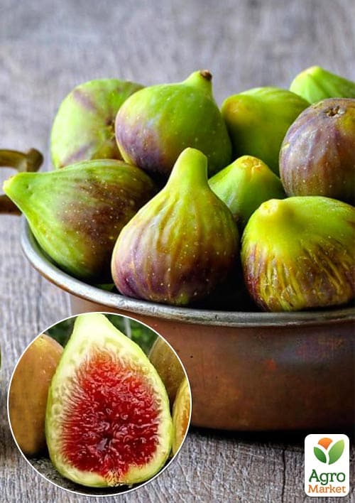 Инжир саженец 3х-летний "Брунсвик" (высота 70-90см) 