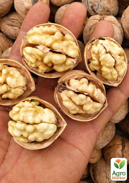 Волоський горіх "Велетень" (середній термін дозрівання)