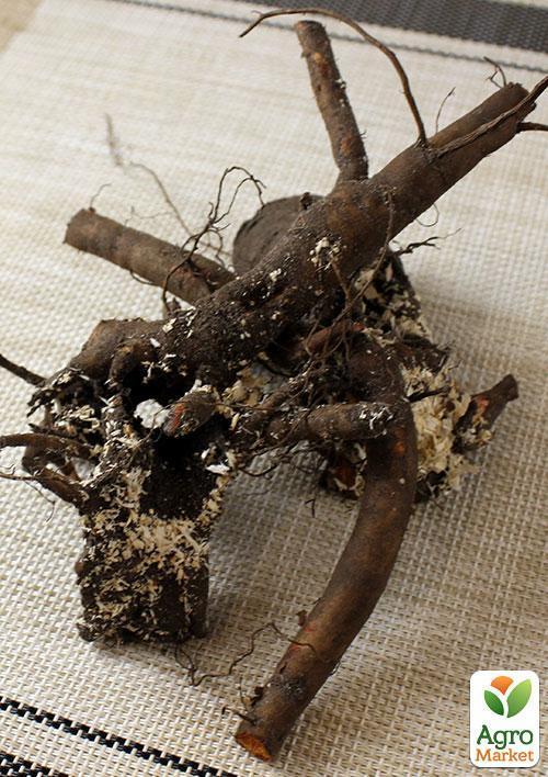 Півонія трав'яниста "Pink Supreme" 1шт в упаковці - фото 4