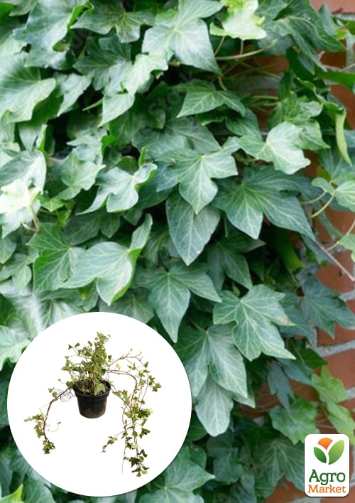 Плющ обыкновенный 2-х летний "Chicago" С2 высота 25-50см
