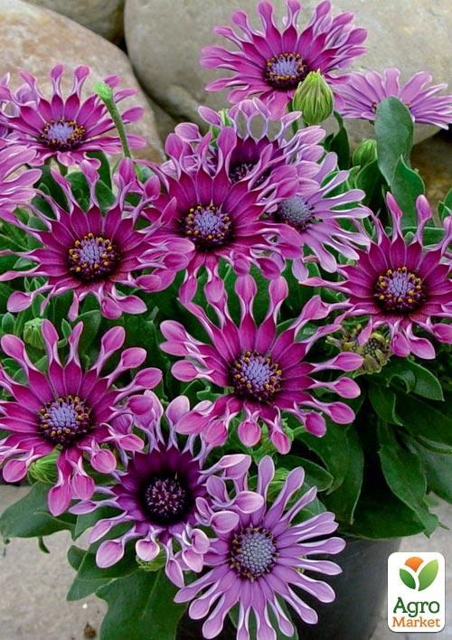 Остеоспермум "Spider Purple" (контейнер № 10, высота 10-20 см)