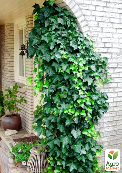 LMTD Плющ "Hedera Helix" (высота 60-70см) - фото 4