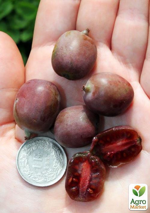 Актинідія "Кінс Ред" (міні-ківі, морозостійкий сорт) - фото 6