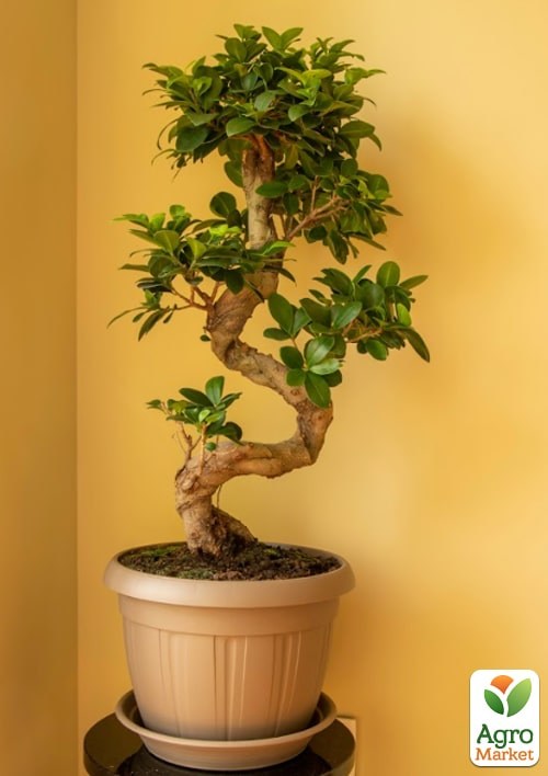 Торфосмесь для бонсаев COMPO SANA 5л (1602) - фото 2